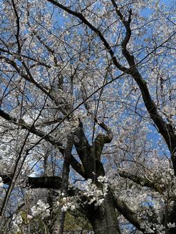 Photo, cherry blossoms, natural, pink, 