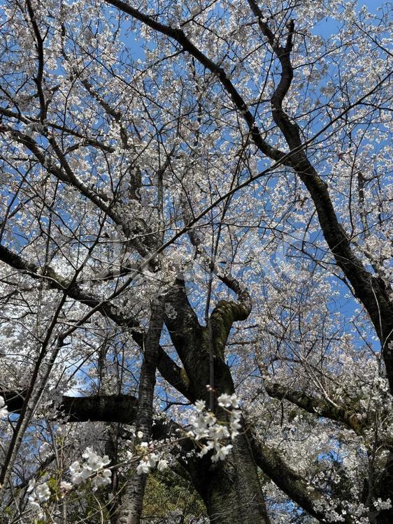 桜を見上げる 桜,さくら,自然の写真素材
