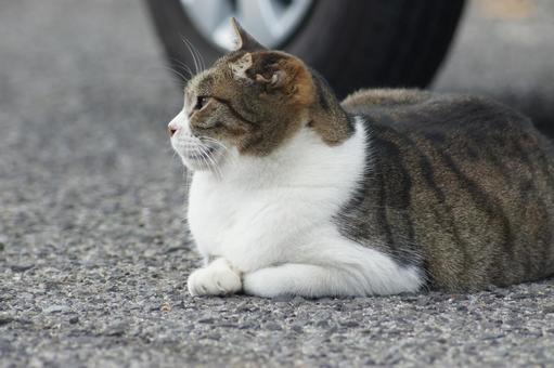 ねこ ねこ にゃんこ,可愛い,野良猫の写真素材