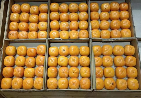 並べた柿 果物,くだもの,かきの写真素材