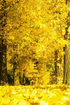 いちょう いちょう,公園,並木の写真素材