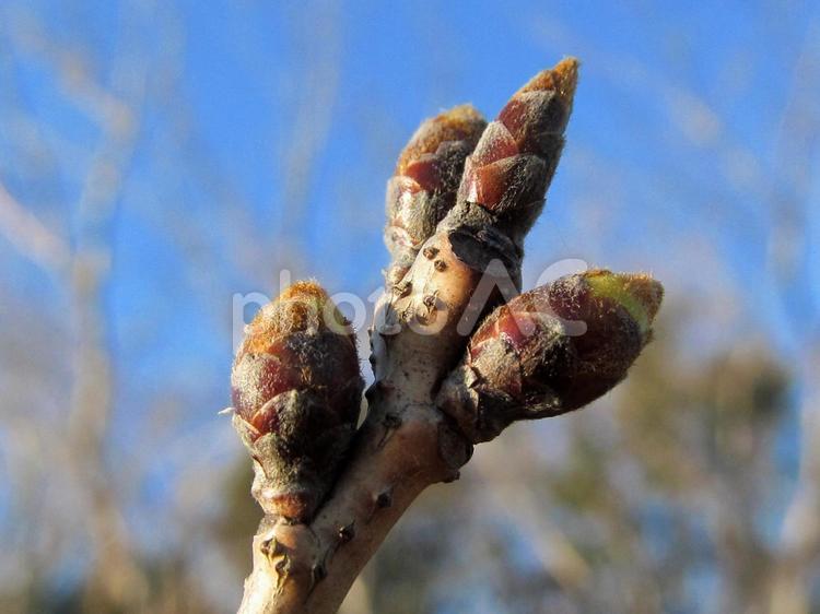 桜のつぼみと青空 季節,春,桜の写真素材