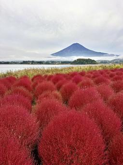 灰色の空に真紅のコキアと富士山 灰色の空に真紅のコキアと富士山 富士山,河口湖,コキアの写真素材