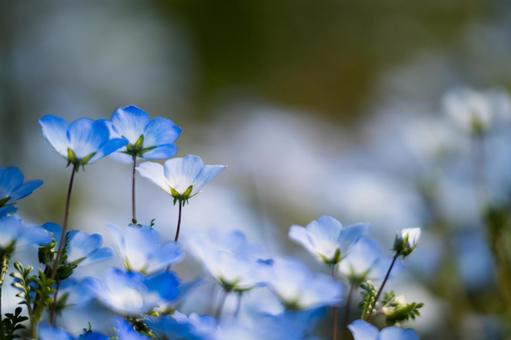 Nemophila, JPG