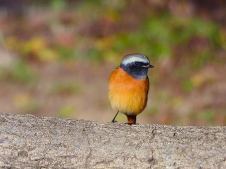 コンクリート柵の上のジョウビタキ ジョウビタキ,鳥,鳥類の写真素材