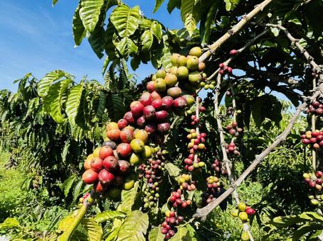 コーヒーチェリー コーヒーチェリーの写真