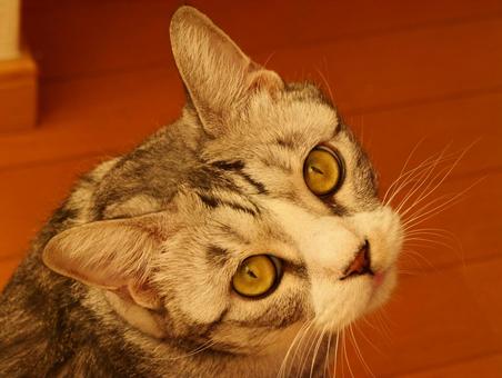 振り向く猫 振り向く猫 猫,振り向く,可愛いの写真素材