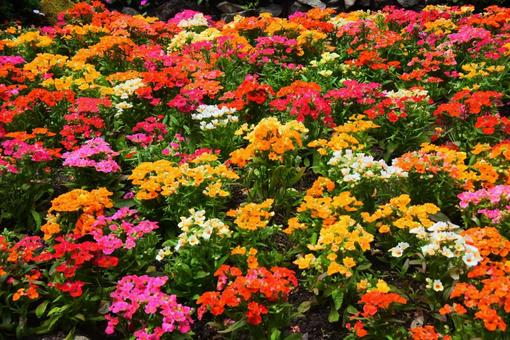色とりどりの花々 色とりどりの花々の写真