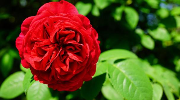 バラの花 バラの花の写真