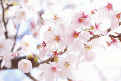 桜 桜の写真