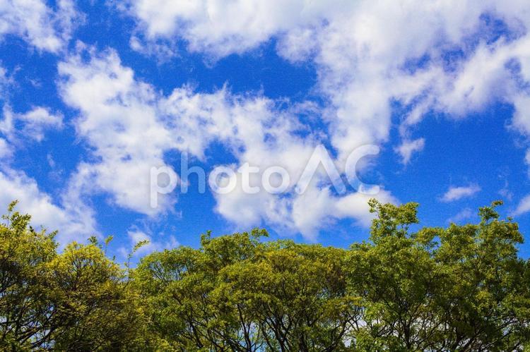 青空と新緑の木 自然,青空,鮮やかの写真素材