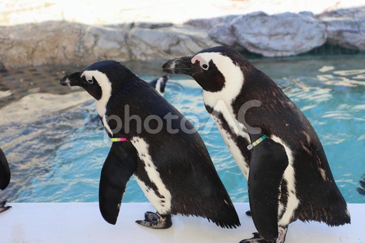 2羽並ぶケープペンギンのいる水族館 2羽,並ぶ,ケープペンギンの写真素材