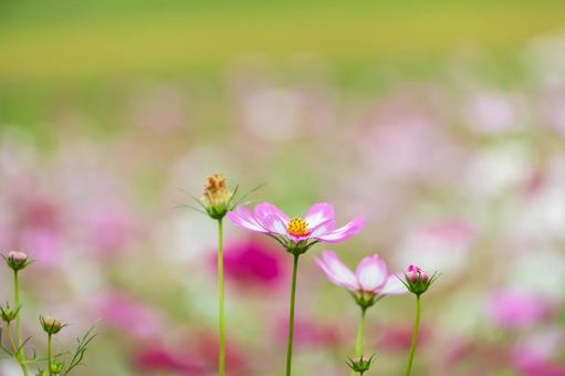 秋の風に揺れるピンクのコスモス 秋の風に揺れるピンクのコスモス コスモス,花,ピンクの写真素材
