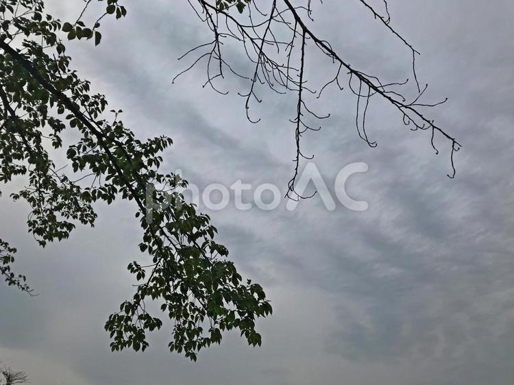 曇り空と空まで伸びる枝 空,曇り空,曇りの写真素材