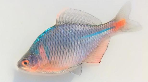 タイリクバラタナゴ タイリクバラタナゴ 魚,タナゴ,婚姻色の写真素材