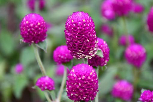 千日紅 花,植物,赤紫の写真素材