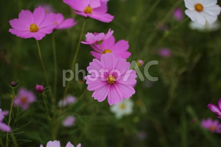 秋風に揺れるピンクのコスモス コスモス畑,秋の風景,ピンクの花の写真素材