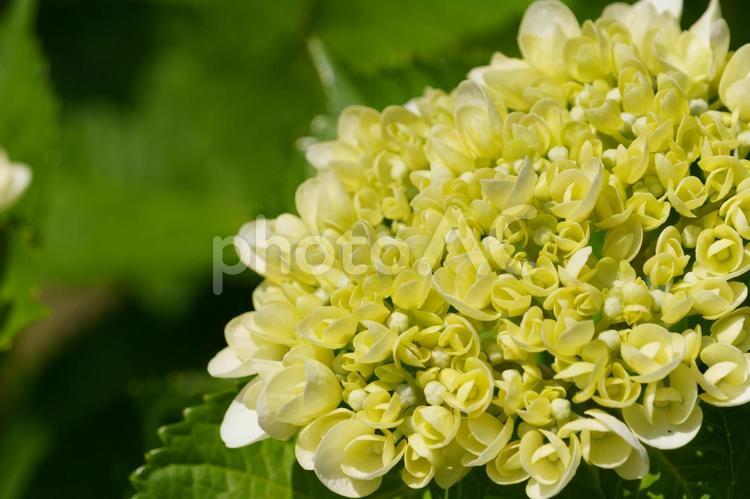 色づく前の白いアジサイ あじさい,紫陽花,白いアジサイの写真素材