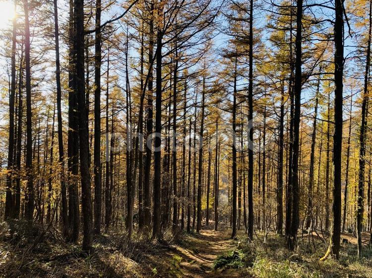 秋の木漏れ日 秋,木漏れ日,青空の写真素材