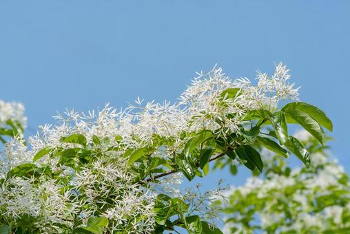 Photo, what's this?, hitotsubatago, blue sky, 