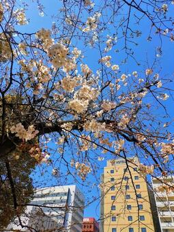 福岡市の桜 福岡市の桜の写真