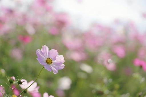 Cosmos Autumn image, JPG