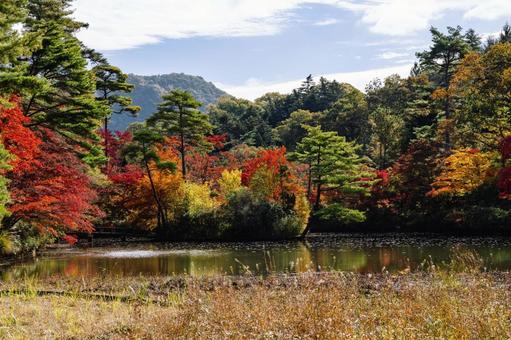 神戸市立森林植物園の紅葉 兵庫県,神戸市,北区の写真素材