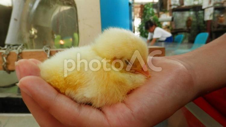 手の平で眠るヒヨコ ヒヨコ,鳥,動物の写真素材