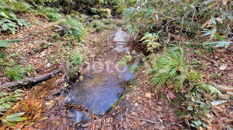 深林　清流 川辺,森林,紅葉の写真素材