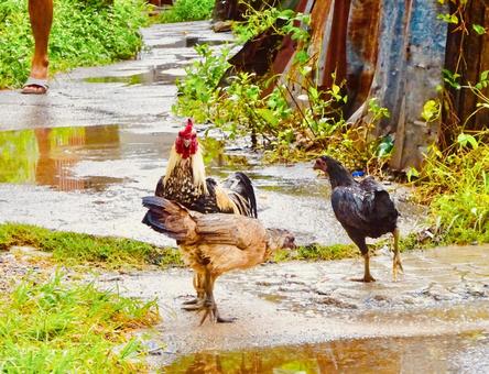 タイの水たまりと鶏たち 鶏,ニワトリ,鳥の写真素材