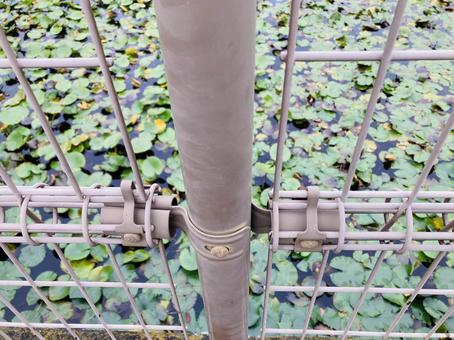 フェンス越しに見える水生植物 フェンス越し,見える,水生植物の写真素材