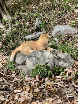 岩の上でくつろぐ茶トラ猫の横顔 猫,茶トラ,動物の写真素材