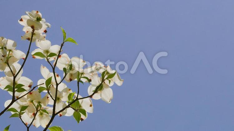 青空とハナミズキ ハナミズキ,白,花の写真素材