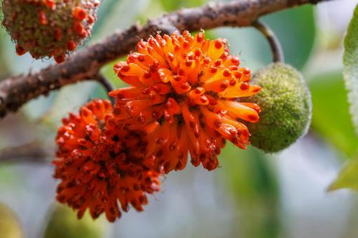 森で見つけた赤い実をつけたカジノキ 森で見つけた赤い実をつけたカジノキ 植物,実,木の写真素材