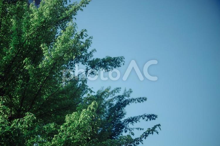夏空 風景写真,青空,夏の写真素材