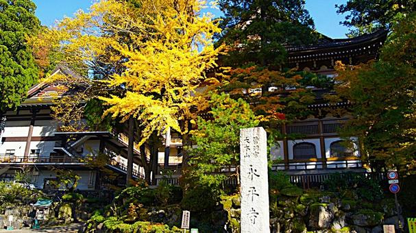 紅葉の永平寺:1 紅葉の永平寺:1 永平寺,紅葉,もみじの写真素材
