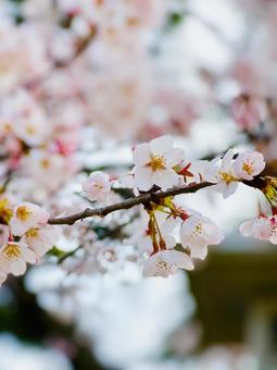 桜 桜の写真