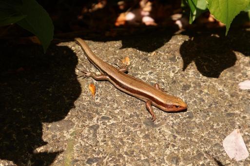 トカゲ トカゲ,爬虫類,生物の写真素材