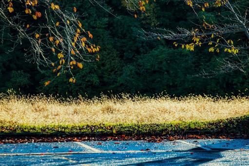 秋の光に照らされた野原とアスファルト 秋,野原,光の写真素材