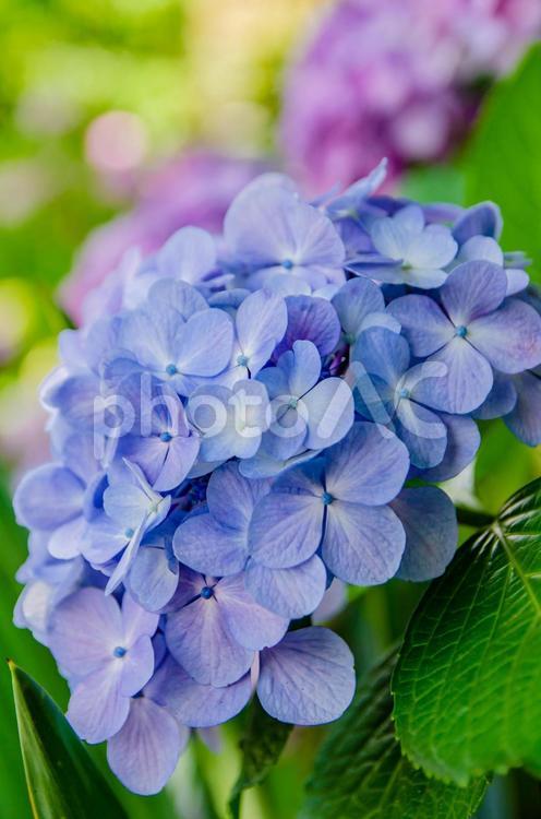 あじさい、アジサイ、紫陽花 紫陽花,あじさい,アジサイの写真素材