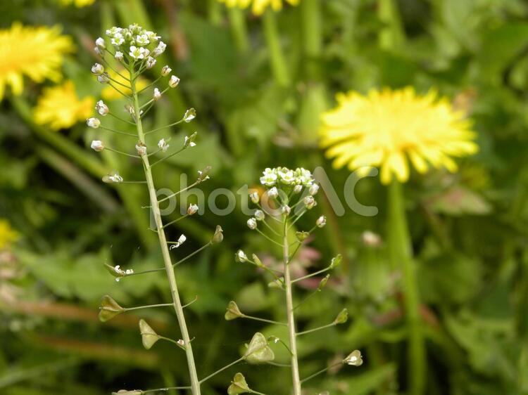 小さな花でも私が主役 小さな花,主役,たんぽぽの写真素材