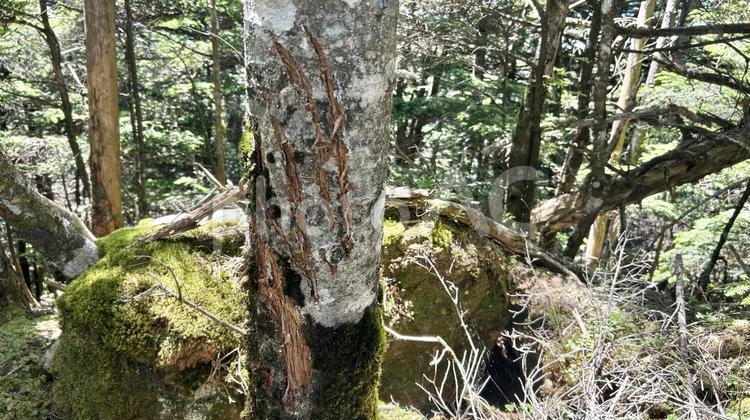 山の中のクマの爪痕が残った木の幹 クマ,熊,爪痕の写真素材