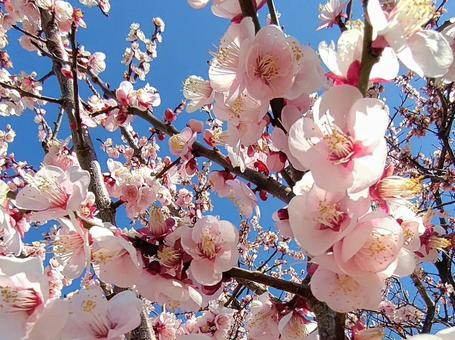 Light red plum 011, JPG Light red plum 011, plum, plum blossom, flower, JPG