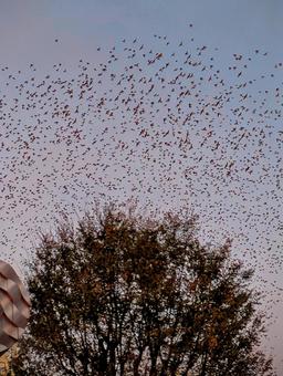 ムクドリの大群 ムクドリ,椋鳥,大群の写真素材