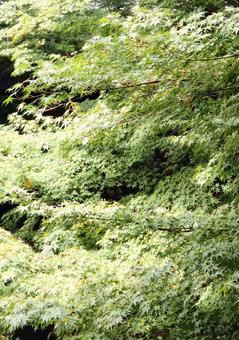 青もみじ　もみじの写真