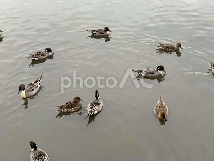 かも　池　鴨　鳥 かも,池,鴨の写真素材