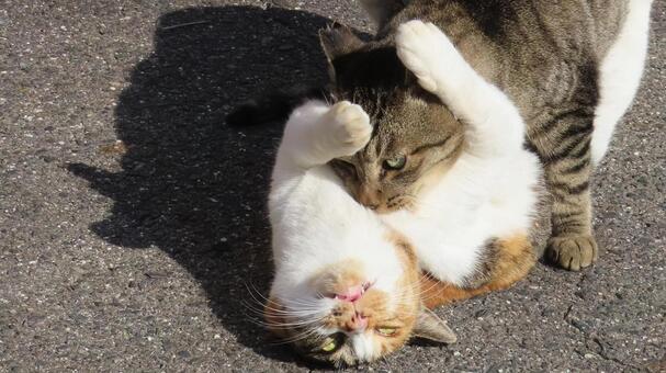 ラブラブでもふもふな三毛猫達の戯れ 三毛猫,猫,キジトラの写真素材