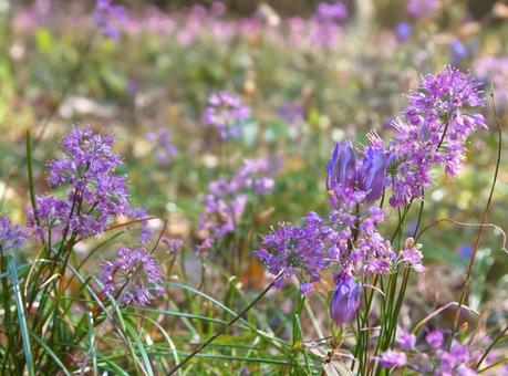 秋の山野草 ヤマラッキョウとリンドウ 花,山野草,野草の写真素材