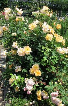 薔薇の咲く庭 バラ,美しい,背景の写真素材