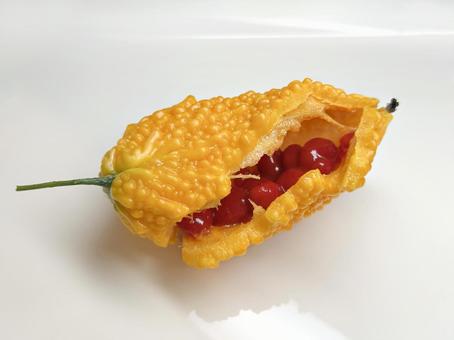 熟したゴーヤ ゴーヤ,野菜,夏野菜の写真素材